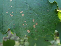 Phyllosticta ampelicida