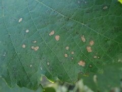 Phyllosticta ampelicida