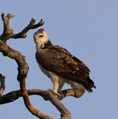 Polemaetus bellicosus