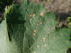 Phyllosticta ampelicida