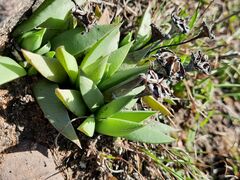 Bergeranthus concavus