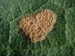 Phyllosticta ampelicida