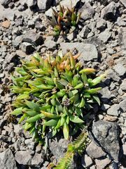 Bergeranthus concavus