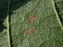 Phyllosticta ampelicida