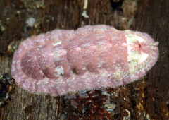 Tegulaplax hululensis