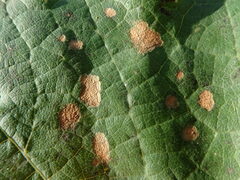 Phyllosticta ampelicida