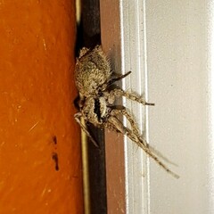 Hamataliwa grisea