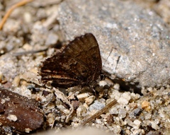 Callophrys lanoraieensis