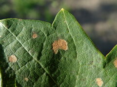 Phyllosticta ampelicida