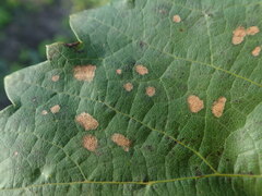 Phyllosticta ampelicida