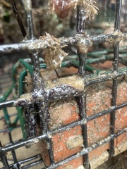 Botryllus schlosseri