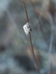 Brephulopsis