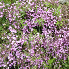 Saponaria ocymoides