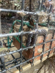 Botryllus schlosseri