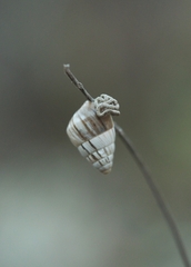 Brephulopsis
