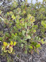 Arctostaphylos crustacea