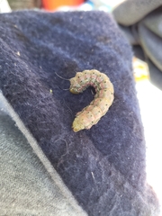 Anisota virginiensis