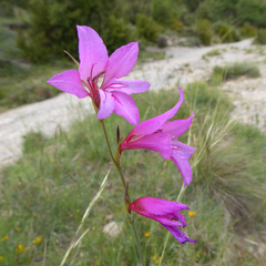 Gladiolus dubius