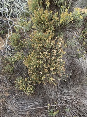 Ericameria ericoides