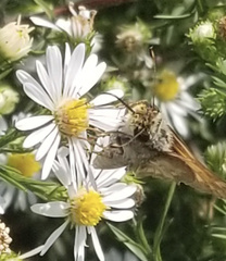 Polites themistocles