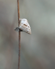 Brephulopsis