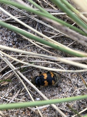 Nicrophorus vespillo