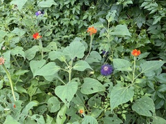 Tithonia