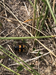 Nicrophorus vespillo