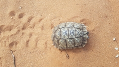 Psammobates oculifer