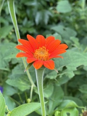 Tithonia