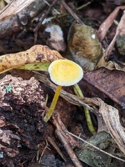 Mycena crocea