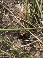 Nicrophorus vespillo