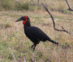 Bucorvus leadbeateri