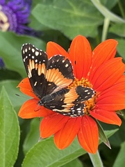 Tithonia