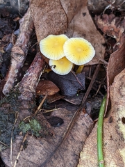 Mycena crocea