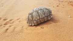 Psammobates oculifer