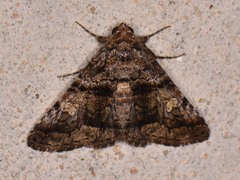 Metria amella