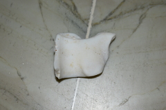 Tridacna