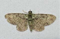 Pasiphila rectangulata