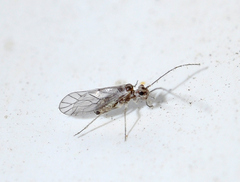 Mesopsocus immunis