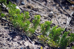 Juniperus horizontalis