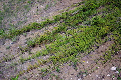 Juniperus horizontalis