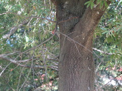 Melanerpes carolinus