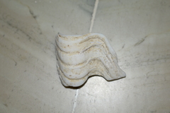 Tridacna