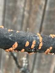 Nectria cinnabarina