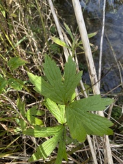 Ranunculus hispidus