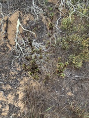 Diplacus aurantiacus