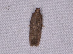 Hypatima