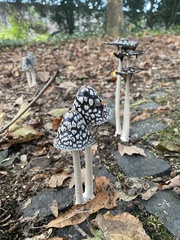 Coprinopsis picacea