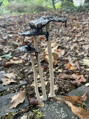 Coprinopsis picacea